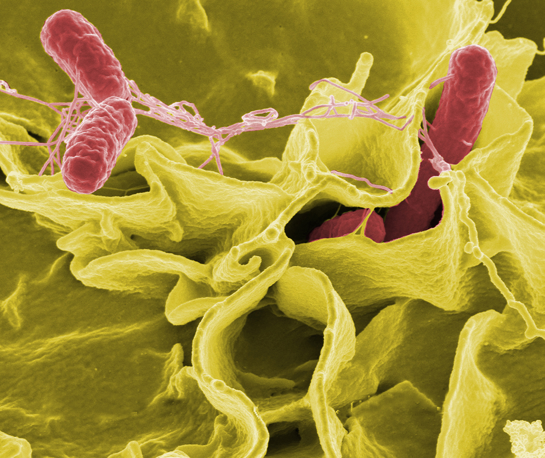 What is Salmonella